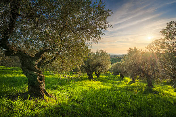 Ulivo secolare sulle colline toscane