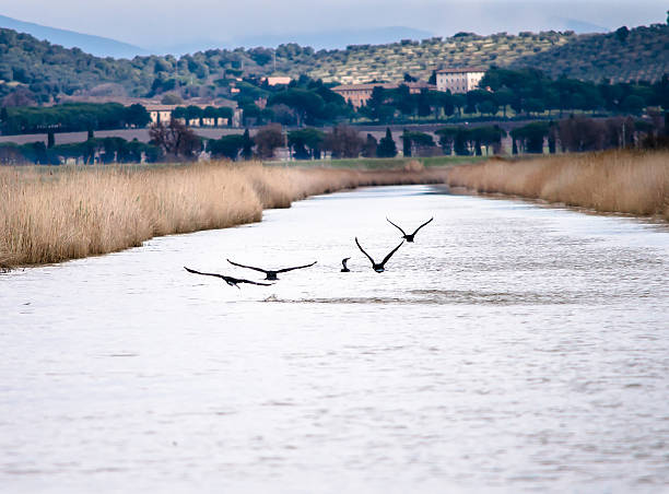 Cormorani in volo su un canale d'acqua