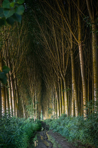Il Padule di Fucecchio, parco naturale della Toscana